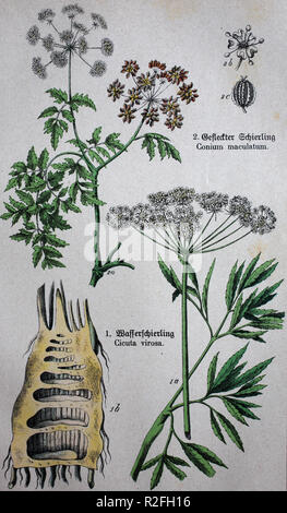 L'amélioration de la reproduction numérique, toxiques Apiaceae ou Umbelliferae, Cicuta virosa, la pruche de l'eau du nord ou cowbane, Conium maculatum, la pruche ou ciguë , à partir d'un tirage original du 19ème siècle Banque D'Images