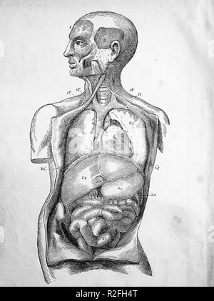 L'amélioration de la reproduction numérique des illustrations médicales, d'organes humains à partir de 1880, d'un tirage original du 19ème siècle Banque D'Images