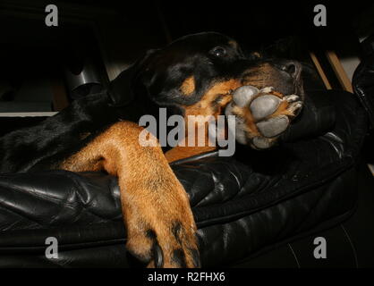 Mon rottweiler dame jule Banque D'Images