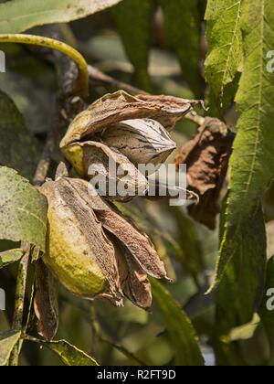 Noix de pécan la maturation sur l'arbre. Paysage d'automne à la ferme par temps ensoleillé Banque D'Images