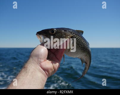 La morue dans la main sur fond de mer Banque D'Images