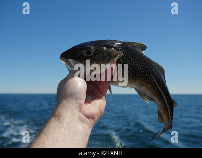 La morue dans la main sur fond de mer Banque D'Images