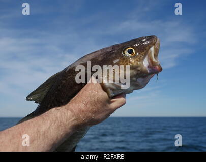 La morue dans la main sur fond de mer Banque D'Images