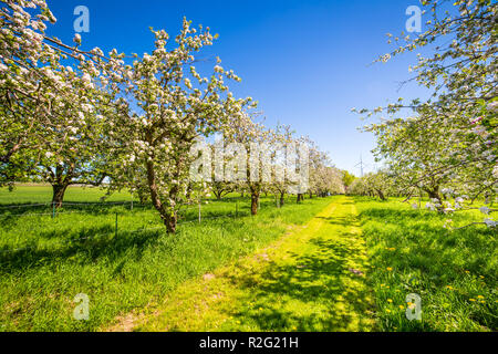 Altes Land - Allemagne Banque D'Images