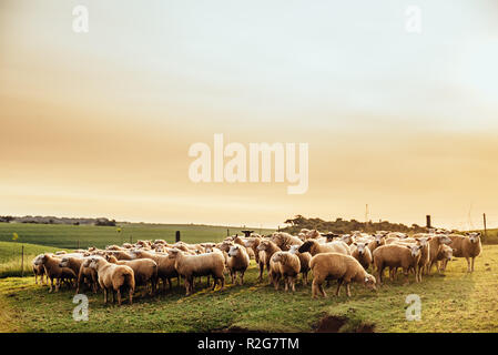 Une bande de moutons dans un pâturage troupeau au coucher du soleil dans une ferme Banque D'Images