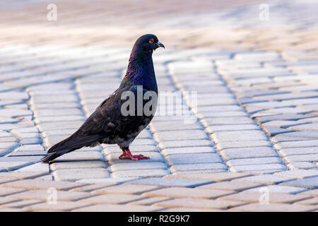 Un pigeon marche sur un trottoir en ville rue fermer Banque D'Images