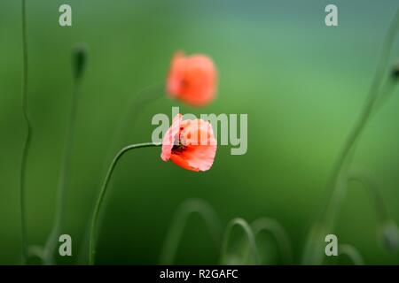 [Vert pavot rouge] Banque D'Images