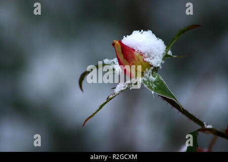 Rose dans la neige Banque D'Images