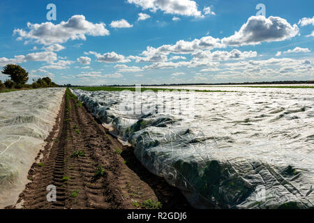 Suédois de l'agriculture en vertu de l'ouatine Banque D'Images