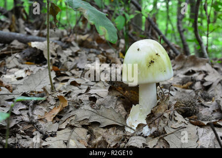 Amanita phalloides toxiques mortels ou la mort dans l'habitat naturel, la forêt de chênes de plaine, vue de côté, l'orientation horizontale Banque D'Images