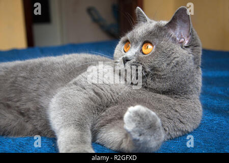 La belle bleue avec des yeux de chat orange allongé sur le canapé bleu à gauche, bleu British cat close-up portrait. Banque D'Images