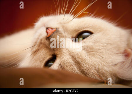 Portrait of a white British chat avec des yeux verts charmant couché sur la table et de la recherche des close-up, femelle British Shorthair cat BRI ns 11 black silv Banque D'Images