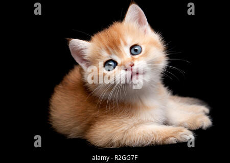 Petit Chaton britannique d'or couché sur fond noir isolé close up et ressemble à huis clos Banque D'Images