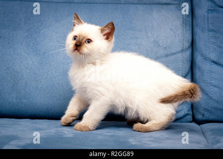 Point de couleur chocolat mignon chaton britannique aux yeux bleus se dresse sur un fond bleu, blanc chaton britannique avec des taches de couleur chocolat, chocolat Banque D'Images