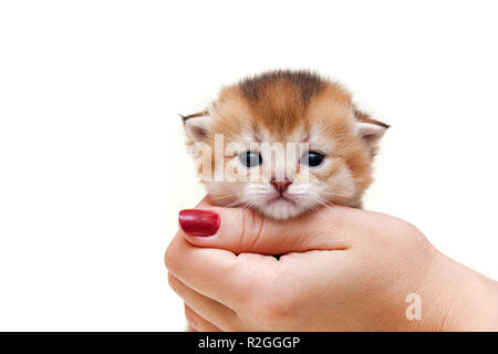 Or mignon chaton britannique assis dans une main de femme sur un fond blanc de manière isolée donne de sa petite tête qu'elle Banque D'Images