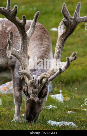 Un renne du Svalbard (Rangifer tarandus platyrhynchus) , la plus petite sous-espèce de Reideer caractérisées par leurs pattes plus courtes. Manteau d'été Banque D'Images