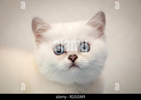 Close-up portrait of a white British chaton black silver shaded a fait aux yeux bleus regardant la caméra Banque D'Images