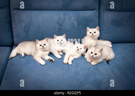 Cinq (11) ns d'argent peu British Shorthair chatons se trouvent ensemble sur un canapé bleu et de regarder l'appareil photo Banque D'Images