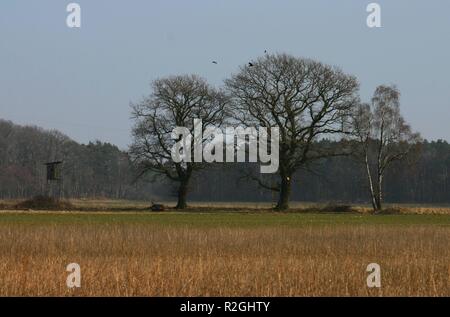 Groupe d'arbres... Banque D'Images