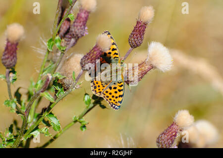 Dark green fritillary (Argynnis aglaja papillon). sur un pré, Cirsium dissectum) photographié sur la montagne Elfer, vallée de Stubai, dans le Tyrol, Austr Banque D'Images