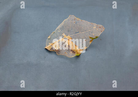 Décomposition des feuilles squelette feuille restante. Le réseau de veines et vasculaires matière vue ici (désigné comme un squelette de feuille) est la structure interne le Banque D'Images