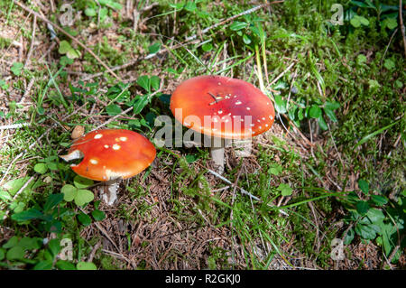 Amanita muscaria, communément connue sous le nom de fly fly agaric ou amanita, est un basidiomycète du genre Amanita. C'est aussi un champignon le muscimol. Thr indigènes Banque D'Images