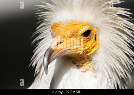 Portrait de l'Egyptian vulture Banque D'Images