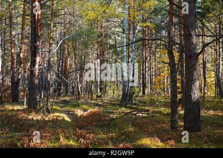 D'épaisseur et de feuillus chêne vert forêt avec des arbres tombés sur une journée ensoleillée. Zone de conservation de la forêt. Parc naturel. Banque D'Images