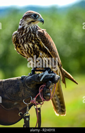 Hawk Accipiter gentilis, oiseau perché, portrait d'un oiseau. Banque D'Images