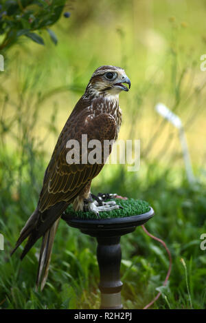 Hawk Accipiter gentilis, oiseau perché, portrait d'un oiseau. Banque D'Images
