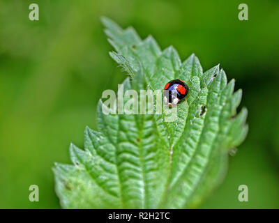 La coccinelle à deux points Banque D'Images