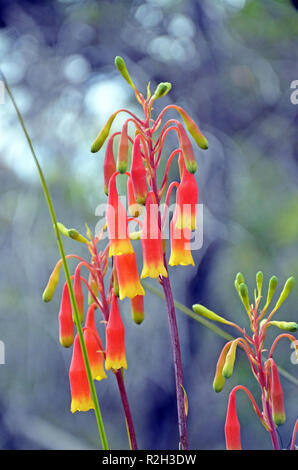 Cloches de Noël, Blandfordia nobilis, Blandfordiaceae. Floraison de printemps et d'été, originaire de l'Est de l'Australie, de plus en plus Royal National Park Banque D'Images