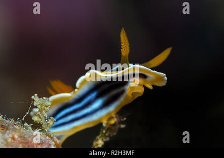 Nudibranche Chromodoris quadricolor pyjama, est une espèce de limace de mer très coloré, un dorid nudibranch, un amphibien. Banque D'Images