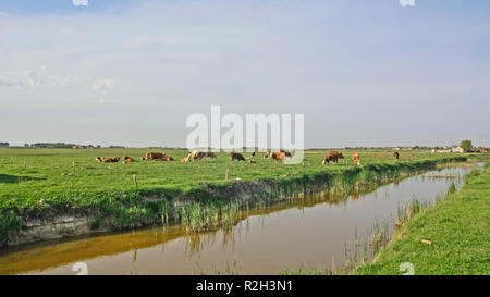 Les vaches broutent sur la pelouse et gazon sain juteux Banque D'Images