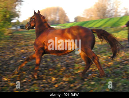 Ghost horse Banque D'Images