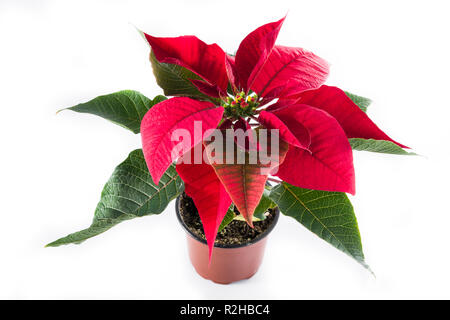 Fleur de poinsettia Noël isolé sur fond blanc. Banque D'Images