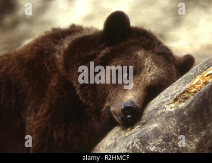 Brun Ours En Peluche Ours En Peluche Brun Brunette Triste Solitaire Tombe Seul Abandonne Photo Stock Alamy