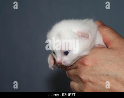 Huch est tiiiief Banque D'Images