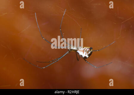 Bol et napperon Weaver, Frontinella communis Banque D'Images