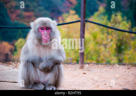 Macaque japonais en face de feuilles colorées, de Arashiyama, Kyoto, Japon Banque D'Images