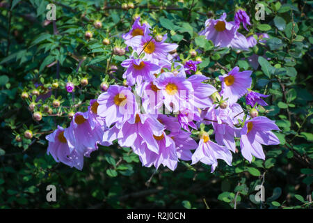 Belle fleur rose fleur arbre branche dahlia Banque D'Images