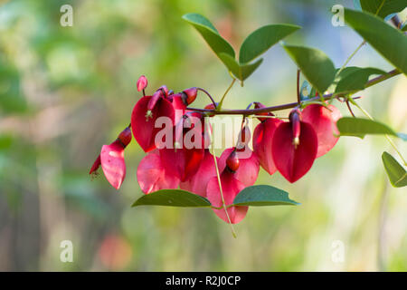 Belle fleur arbre rouge foncé de jardin Banque D'Images