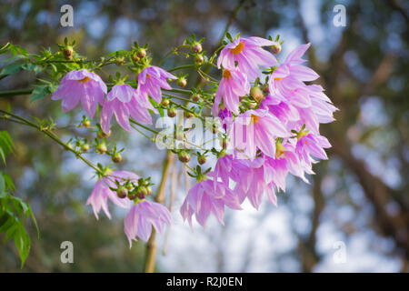 Belle fleur rose fleur arbre branche dahlia Banque D'Images