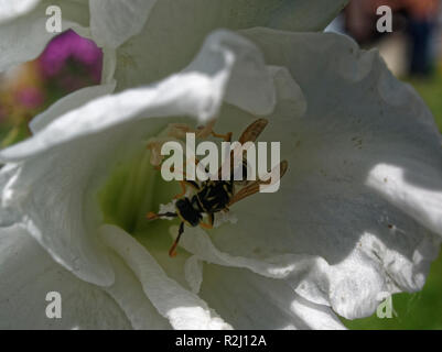 Wasp white flower macro glaïeul, Russie Banque D'Images