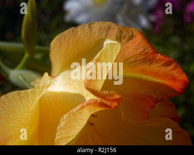 Glaïeul orange fleurs en été macro, Russie Banque D'Images