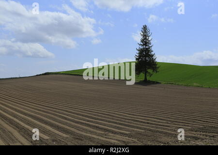 Arbre isolé dans un champ, Hokkaido, Japon Banque D'Images