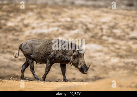 Phacochère commun marche sur du sable dans le parc national Kruger, Afrique du Sud ; espèce Phacochoerus africanus famille des suidés Banque D'Images