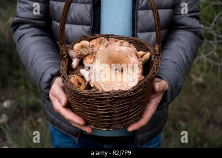 Libre d'un jeune homme de race blanche avec un panier plein de champignons du pin rouge, également connu sous le nom de lait safran-caps, dans ses mains sur une forêt Banque D'Images