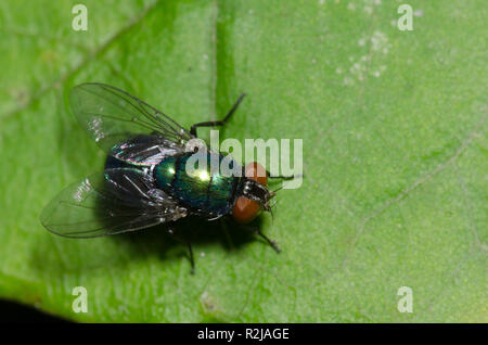 Mouche, Lucilia sp., femme Banque D'Images