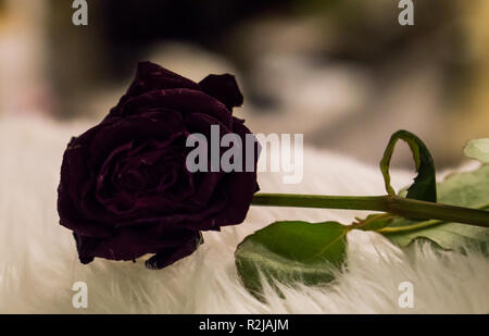 Valentine gothique black rose en macro close up autre façon de célébrer la Saint-Valentin Banque D'Images